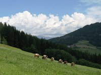 AU, Steiermark, Murau 4, Saxifraga-Jonathan Vandevoorden